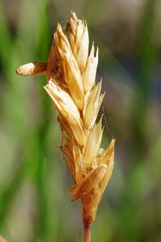 Sesleria albicans, photograph 6