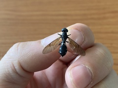 Diptera
