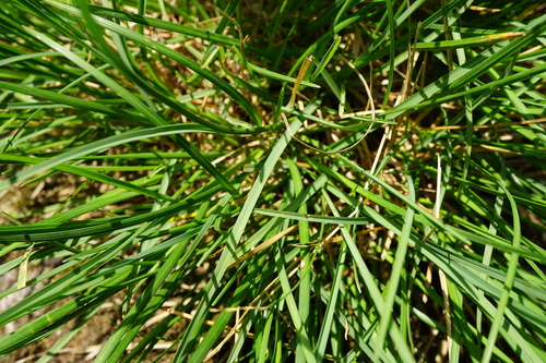 Image of Sesleria albicans by (c) Patrick Hacker, some rights reserved (CC BY)
