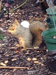 Sciurus niger