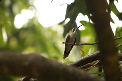 Phaethornis anthophilus