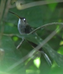 Phaethornis hispidus