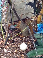 Sciurus niger