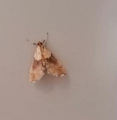 Agrotera nemoralis