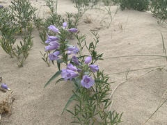 Penstemon haydenii