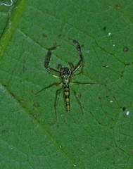 Itata