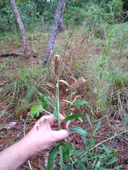 Pterocaulon pycnostachyum