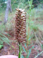 Pterocaulon pycnostachyum