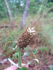 Pterocaulon pycnostachyum