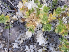 Ambrosia ilicifolia