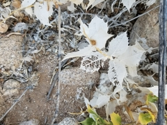 Ambrosia ilicifolia