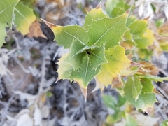 Ambrosia ilicifolia