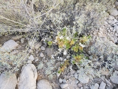 Ambrosia ilicifolia