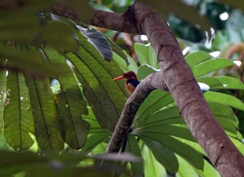 African Pygmy Kingfisher