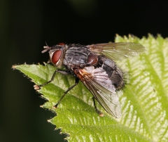 Blepharipa pratensis