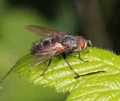 Blepharipa pratensis