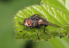 Blepharipa pratensis