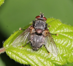 Blepharipa pratensis