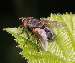 Blepharipa pratensis