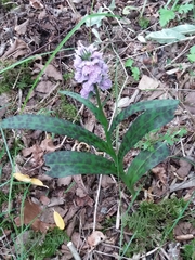 Dactylorhiza fuchsii