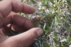 Tephroseris lindstroemii