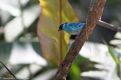 Chalcothraupis ruficervix