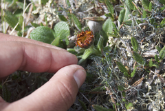 Tephroseris lindstroemii