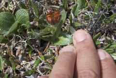 Tephroseris lindstroemii