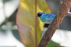 Chalcothraupis ruficervix