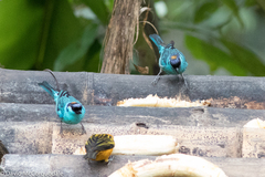 Chalcothraupis ruficervix