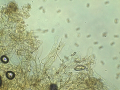 Phaeomarasmius proximans