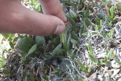 Tephroseris lindstroemii