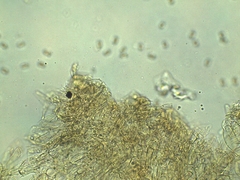 Phaeomarasmius proximans