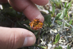 Tephroseris lindstroemii