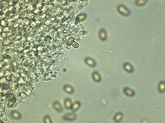 Phaeomarasmius proximans