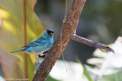 Chalcothraupis ruficervix