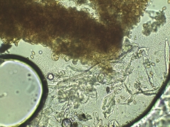 Phaeomarasmius proximans