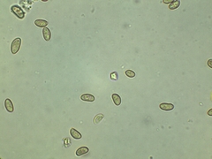 Phaeomarasmius proximans