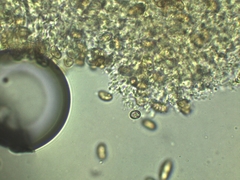 Phaeomarasmius proximans