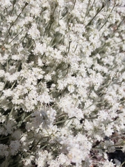 Eriogonum niveum