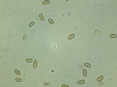 Phaeomarasmius proximans