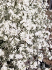 Eriogonum niveum