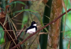 Platysteira castanea