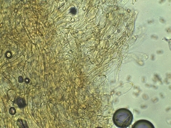 Phaeomarasmius proximans