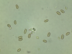 Phaeomarasmius proximans