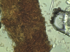 Phaeomarasmius proximans