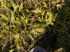 Cirsium filipendulum