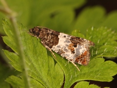 Notocelia trimaculana