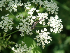 Gasteruption assectator