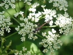 Gasteruption assectator